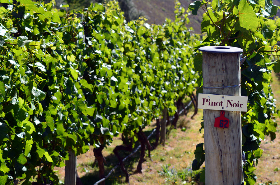NC- 12-8-25 SouthPark | Pinot Noir Wine Dinner with James Corbin