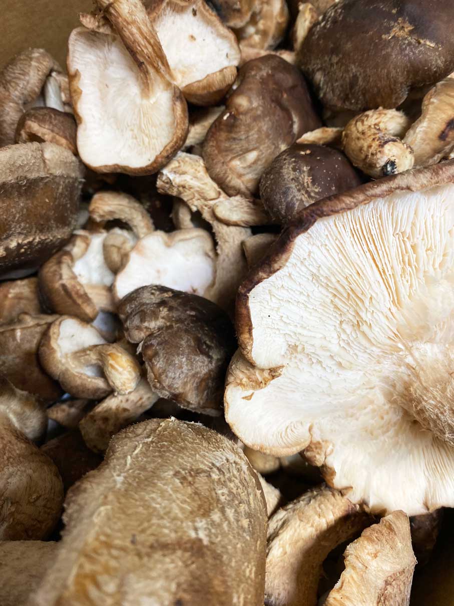 Closeup of mushrooms from our local vendor for the restaurant menu.